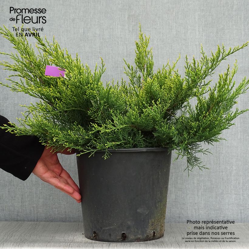 Exemplaar van Juniperus pfitzeriana Old Gold - Chinese jeneverbes Pot van 7,5 l/10 l zoals geleverd in de lente