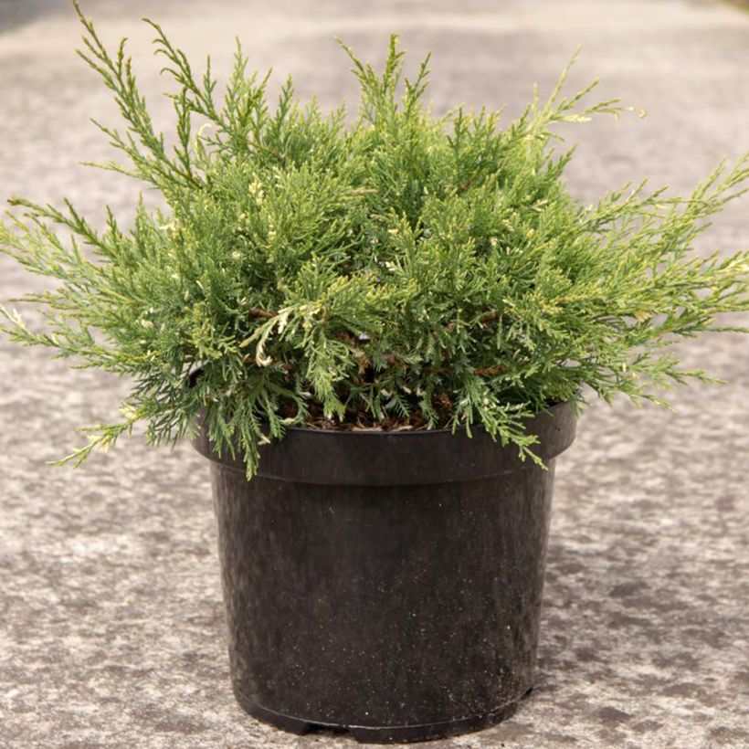 Juniperus pfitzeriana White Splash - Jeneverbes (Plant habit)