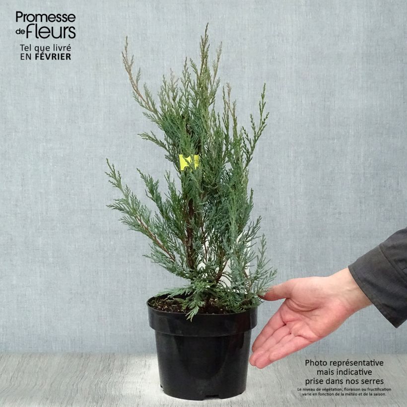 Example of Juniperus scopulorum Moonglow - Jeneverbes Pot van 2 l/3 l as you get in hiver