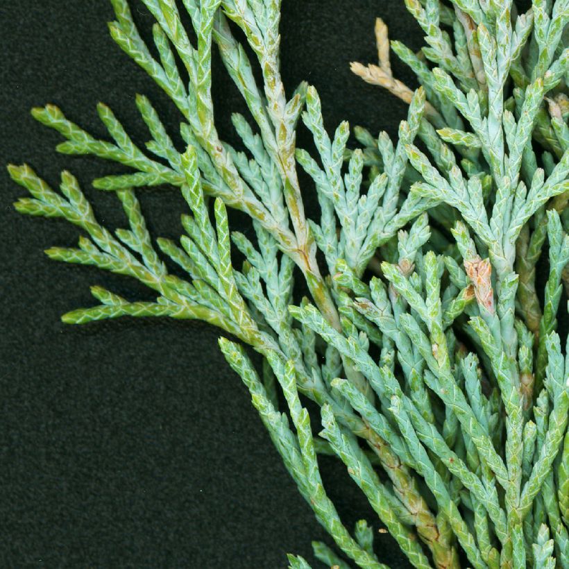 Juniperus scopulorum Wichita Blue - Jeneverbes (Foliage)