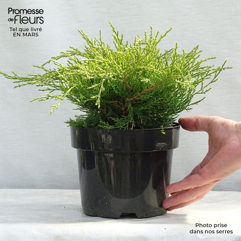 Exemplaar van Juniperus media Gold Coast - Jeneverbes Pot van 2 l/3 l zoals geleverd in de lente