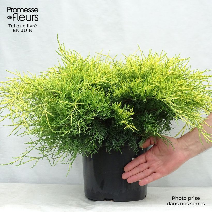 Exemplaar van Juniperus media Gold Coast - Jeneverbes Pot van 7,5 l/10 l zoals geleverd in de zomer