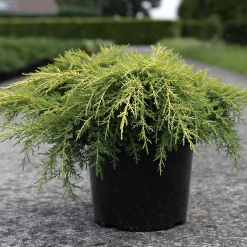 Juniperus media Gold Star - Jeneverbes (Plant habit)