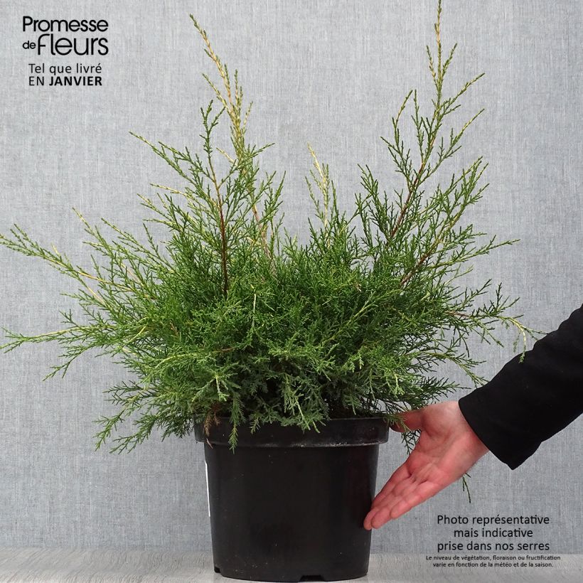 Example of Genévrier - Juniperus x media Gold Star Pot van 7,5 l/10 l as you get in hiver