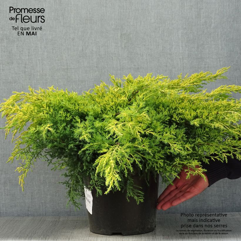Exemplaar van Juniperus media Gold Star - Jeneverbes Pot van 7,5 l/10 l zoals geleverd in de lente