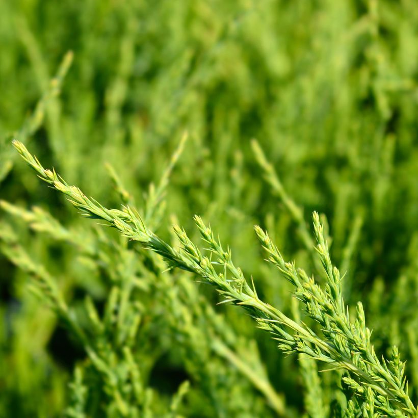 Juniperus media Mint Julep - Pfitzer-jeneverbes (Foliage)