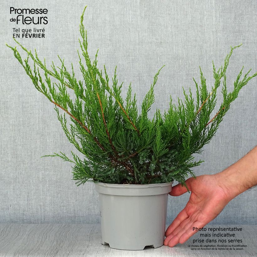 Exemplaar van Juniperus media Mint Julep - Pfitzer-jeneverbes Pot van 2 l/3 l zoals geleverd in de herfst