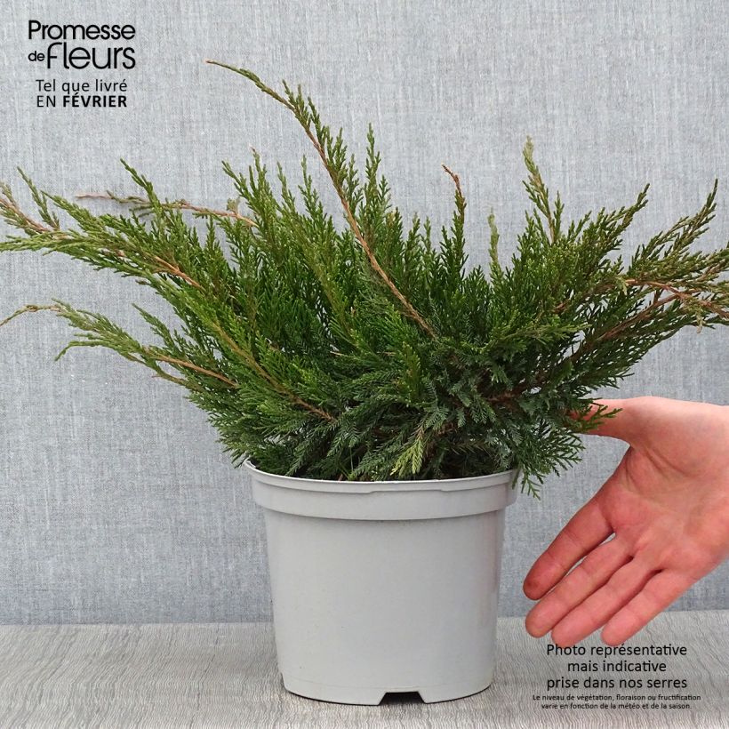 Example of Juniperus media Mint Julep - Pfitzer-jeneverbes Pot van 2 l/3 l as you get in hiver