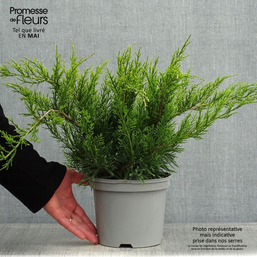 Exemplaar van Juniperus media Mint Julep - Pfitzer-jeneverbes Pot van 2 l/3 l zoals geleverd in de lente