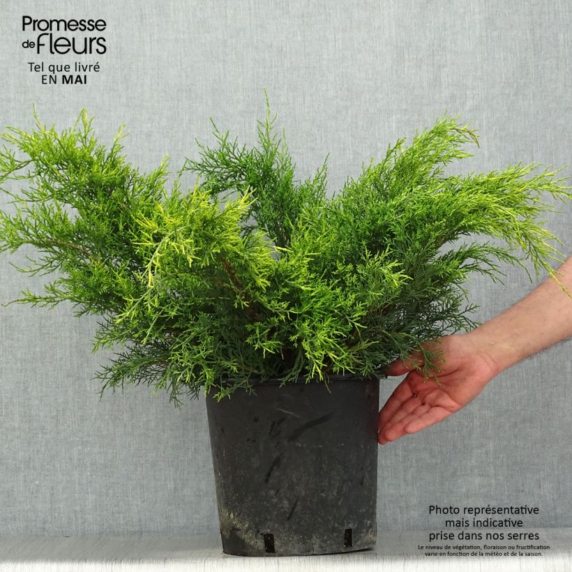 Exemplaar van Juniperus media Mint Julep - Pfitzer-jeneverbes Pot van 7,5 l/10 l zoals geleverd in de lente