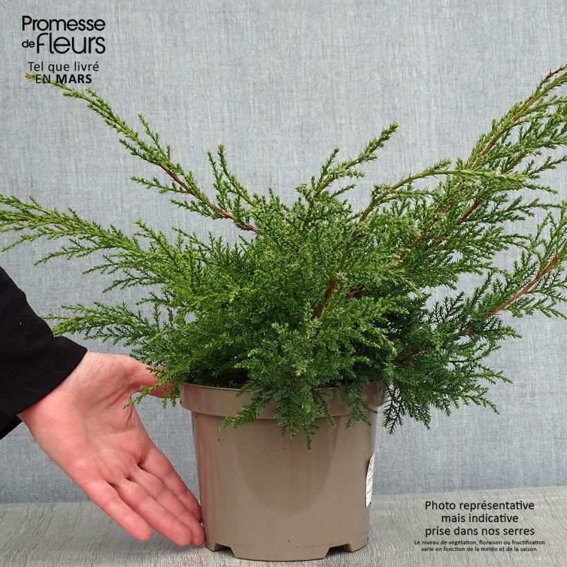 Example of Genévrier - Juniperus x media Pfitzeriana Aurea Pot van 2 l/3 l as you get in hiver