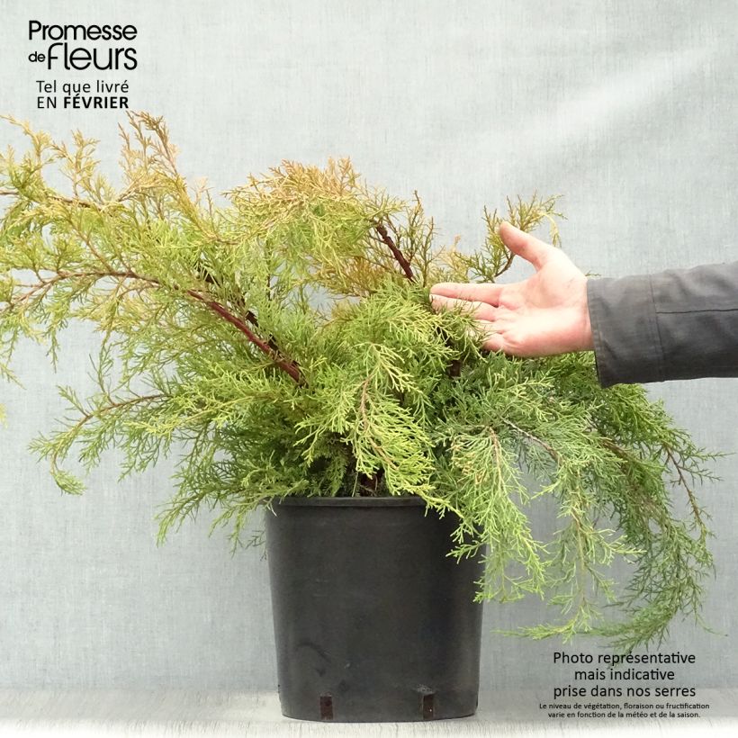 Example of Genévrier - Juniperus x media Pfitzeriana Aurea Pot van 7,5 l/10 l as you get in hiver