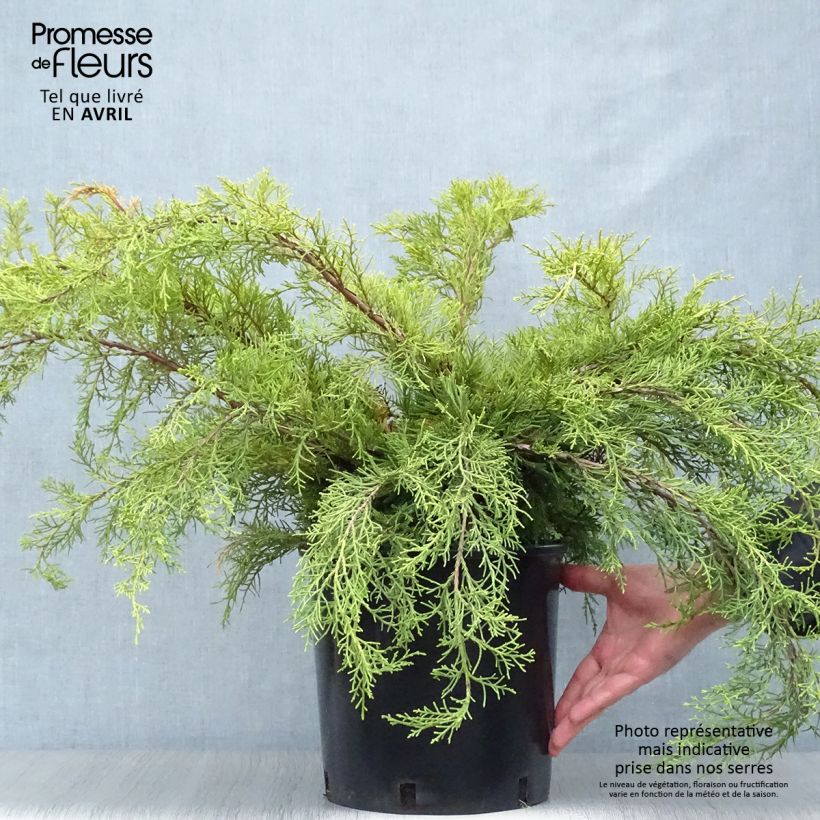 Exemplaar van Juniperus media Pfitzeriana Aurea - Pfitzer-jeneverbes Pot van 7,5 l/10 l zoals geleverd in de lente