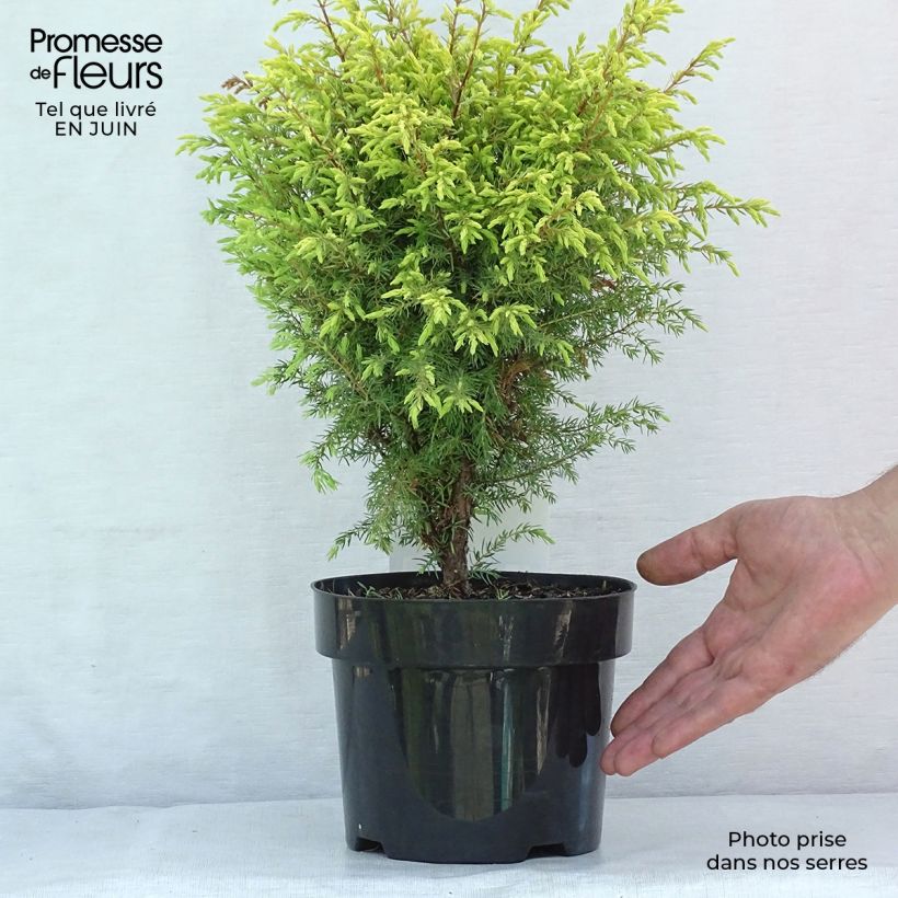 Exemplaar van Juniperus communis Gold Cone - Jeneverbes Pot van 2 l/3 l zoals geleverd in de zomer