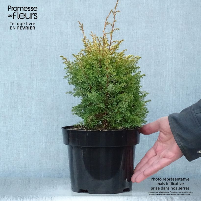 Example of Juniperus communis Gold Cone - Jeneverbes Pot van 2 l/3 l as you get in hiver