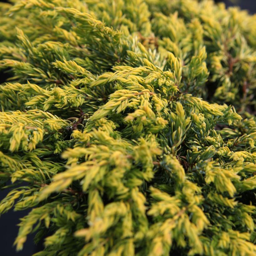 Jeneverbes Goldschatz - Juniperus communis (Foliage)
