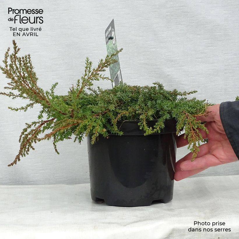 Exemplaar van Juniperus communis Green Carpet - Jeneverbes Pot van 2 l/3 l zoals geleverd in de lente
