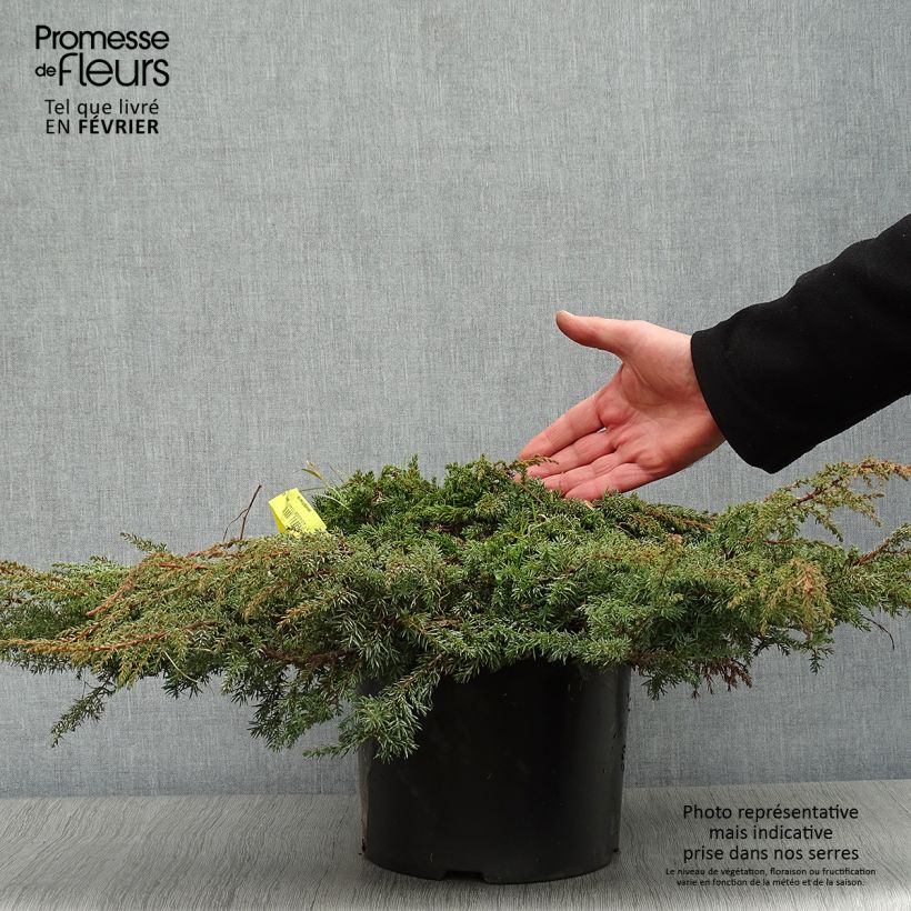 Example of Juniperus communis Green Carpet - Jeneverbes Pot van 7,5 l/10 l as you get in hiver