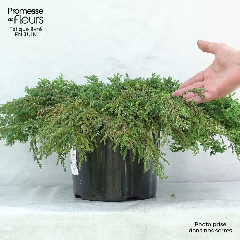 Exemplaar van Juniperus communis Green Carpet - Jeneverbes Pot van 7,5 l/10 l zoals geleverd in de zomer