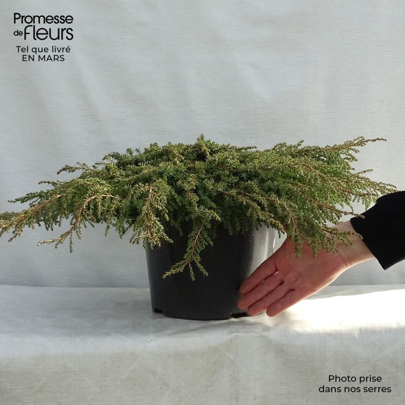 Exemplaar van Juniperus communis Green Carpet - Jeneverbes Pot van 7,5 l/10 l zoals geleverd in de lente
