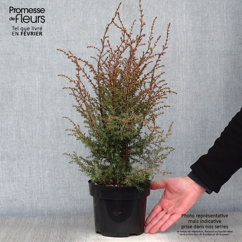 Example of Juniperus communis Hibernica - Jeneverbes Pot van 2 l/3 l as you get in hiver