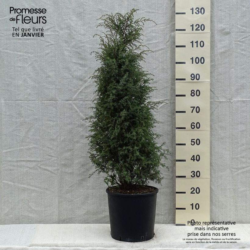 Example of Juniperus communis Pyramidalis - Jeneverbes Pot van 12 l/15 l as you get in hiver