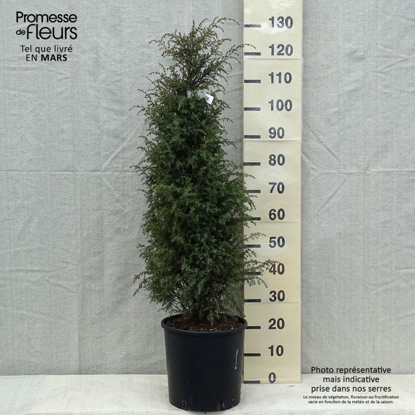 Exemplaar van Juniperus communis Pyramidalis - Jeneverbes Pot van 12 l/15 l zoals geleverd in de lente