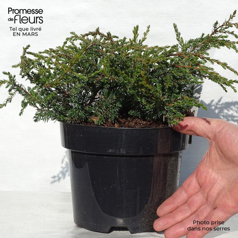 Exemplaar van Juniperus communis Repanda - Jeneverbes Pot van 2 l/3 l zoals geleverd in de lente