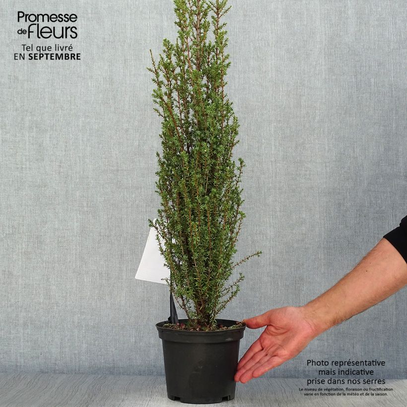 Exemplaar van Juniperus communis Sentinel - Jeneverbes Pot van 3 l/4 l zoals geleverd in de herfst