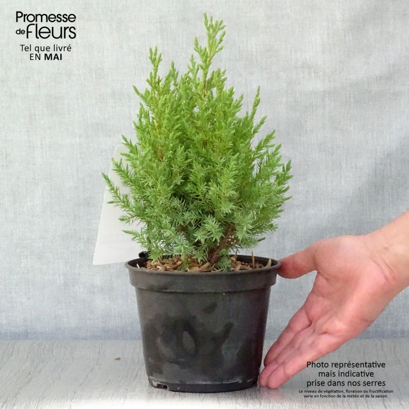 Exemplaar van Juniperus chinensis Stricta - Chinese jeneverbes Pot van 2 l/3 l zoals geleverd in de lente