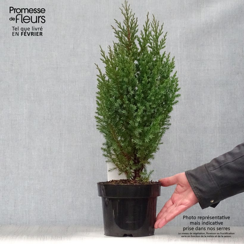 Example of Genévrier de Chine - Juniperus chinensis Stricta Pot van 2 l/3 l as you get in hiver