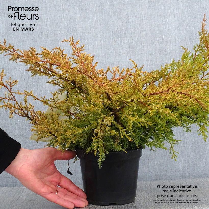 Example of Genévrier de Pfitzer Compact - Juniperus pfitzeriana Compacta Pot van 2 l/3 l as you get in hiver
