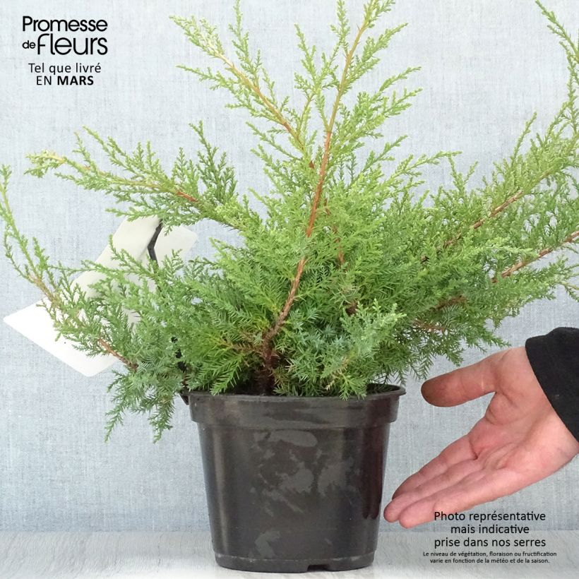 Exemplaar van Juniperus pfitzeriana Compacta - Jeneverbes Pot van 2 l/3 l zoals geleverd in de lente