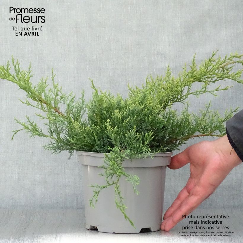 Exemplaar van Juniperus pfitzeriana Glauca - Jeneverbes Pot van 2 l/3 l zoals geleverd in de lente