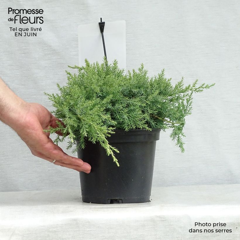 Exemplaar van Juniperus pfitzeriana Glauca - Jeneverbes Pot van 2 l/3 l zoals geleverd in de zomer