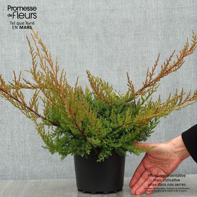 Example of Genévrier de Pfitzer - Juniperus x media Pfitzeriana Pot van 2 l/3 l as you get in hiver