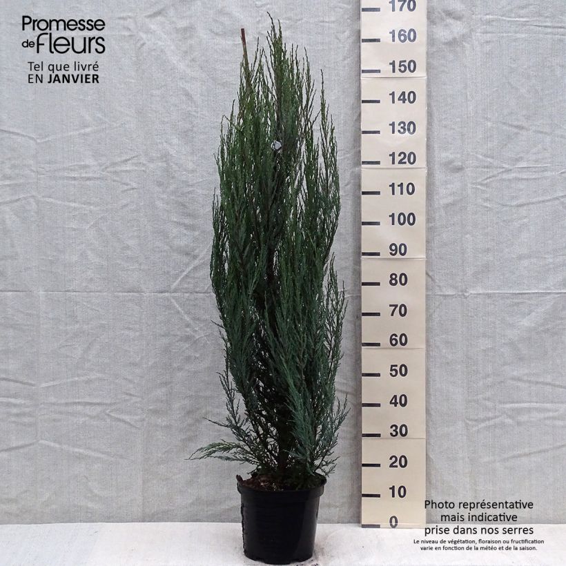 Example of Genévrier de Virginie -Juniperus scopulorum Blue Arrow Pot van 6 l/7 l as you get in hiver