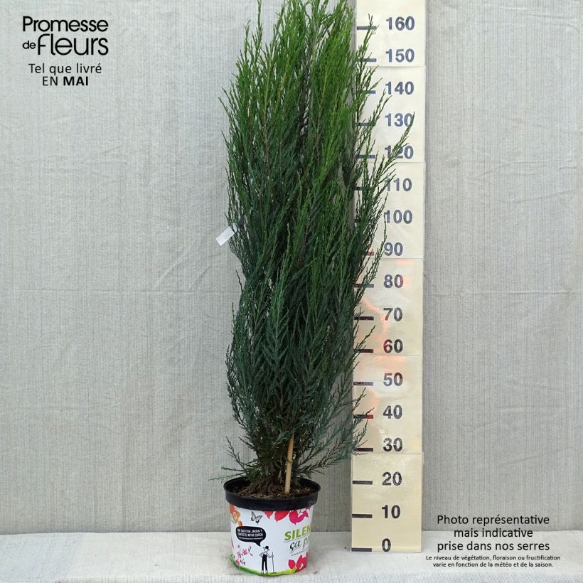 Exemplaar van Juniperus scopulorum Blue Arrow - Jeneverbes Pot van 6 l/7 l zoals geleverd in de lente
