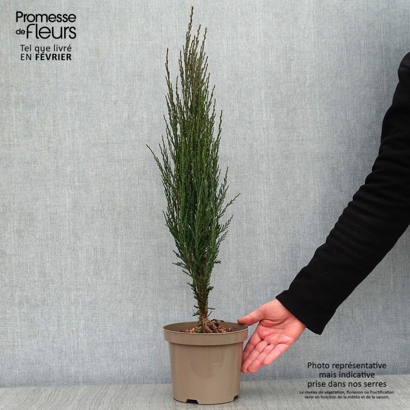 Example of Genévrier de Virginie -Juniperus scopulorum Blue Arrow Pot van 2 l/3 l as you get in hiver