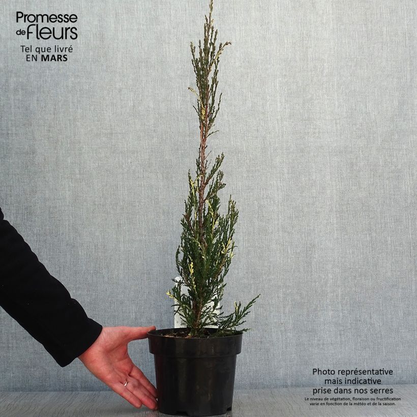 Example of Genévrier de Virginie - Juniperus scopulorum Blue Ivory  Pot van 2 l/3 l as you get in hiver