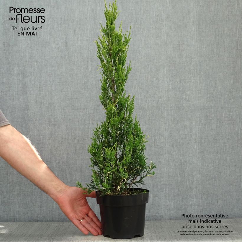 Exemplaar van Juniperus scopulorum Blue Ivory - Jeneverbes Pot van 2 l/3 l zoals geleverd in de lente