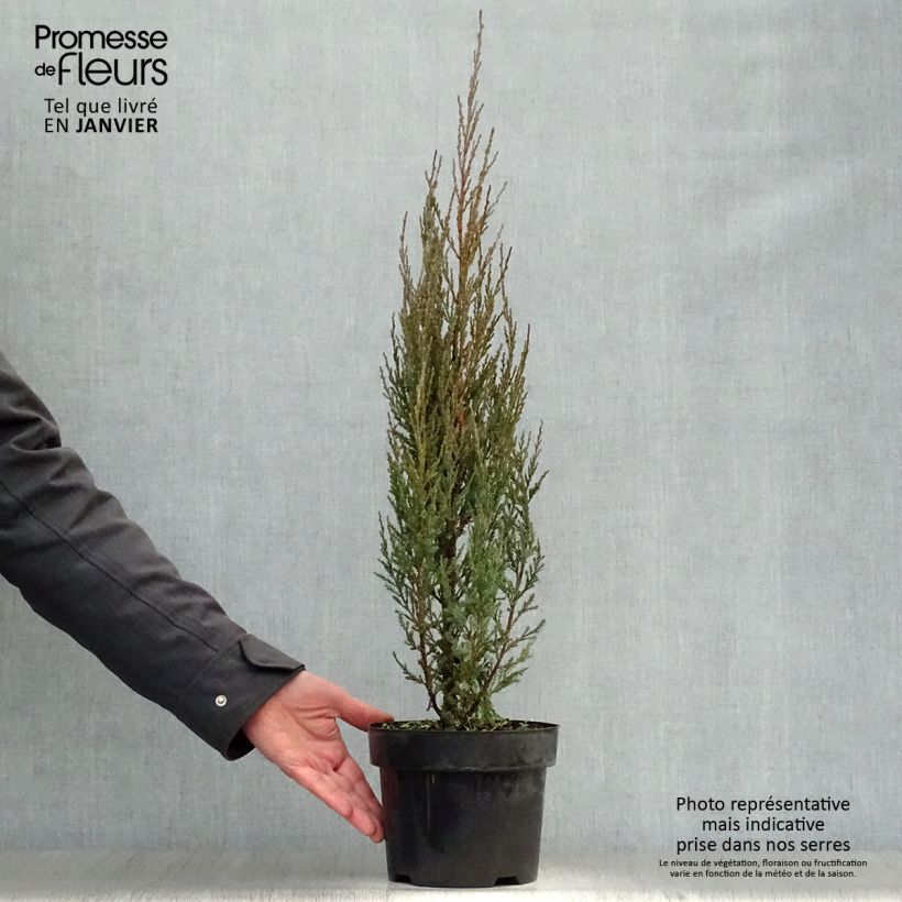 Example of Genévrier de Virginie - Juniperus scopulorum Skyrocket Pot van 3 l/4 l as you get in hiver