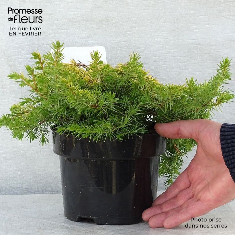 Example of Genévrier des plages - Juniperus conferta All Gold Pot van 2 l/3 l as you get in hiver