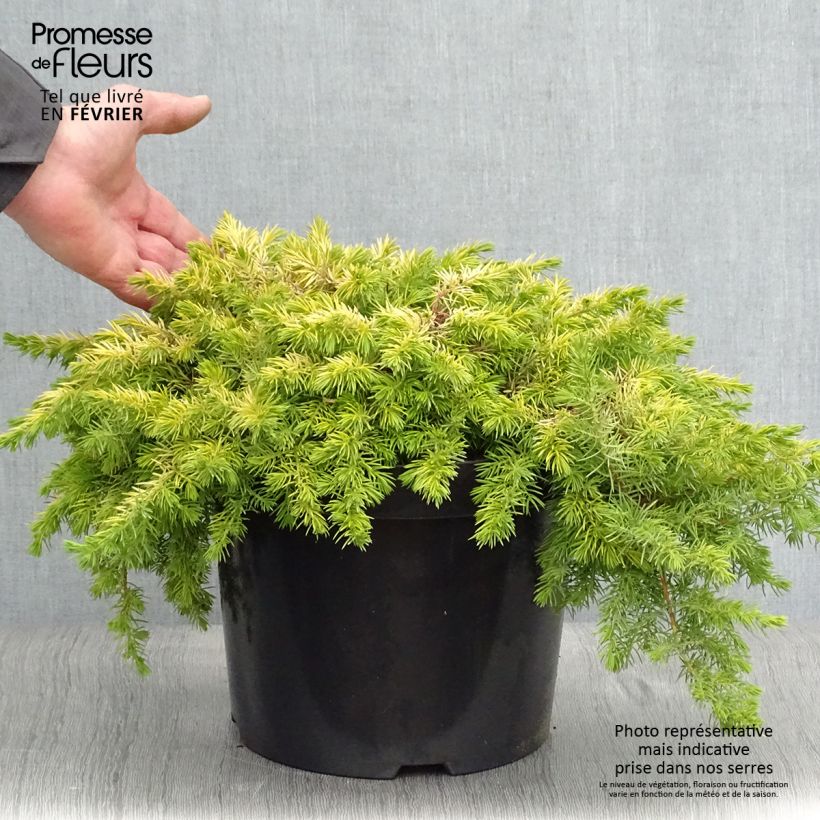 Example of Genévrier des plages - Juniperus conferta All Gold Pot van 7,5 l/10 l as you get in hiver