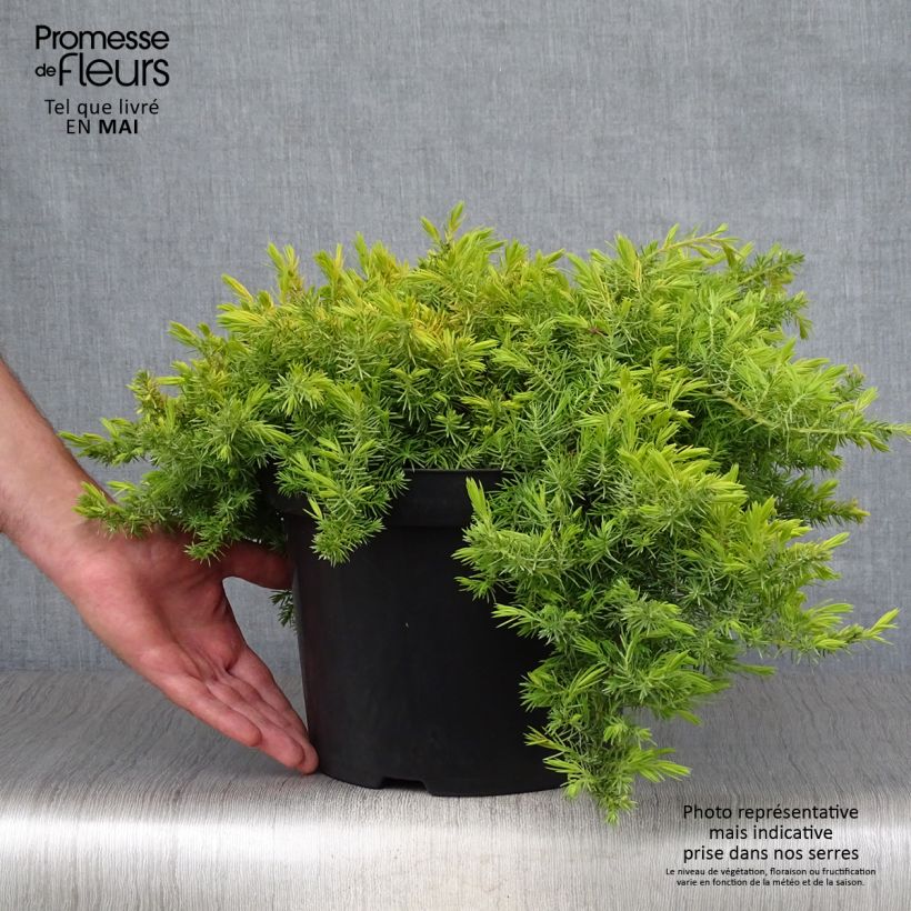 Exemplaar van Juniperus conferta All Gold - Kustjeneverbes Pot van 7,5 l/10 l zoals geleverd in de lente