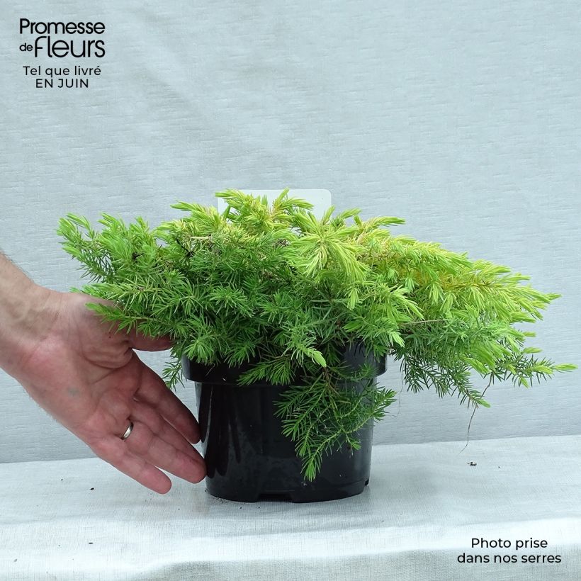 Exemplaar van Juniperus conferta All Gold - Kustjeneverbes Pot van 2 l/3 l zoals geleverd in de zomer