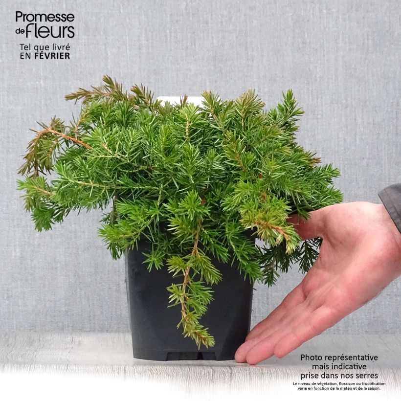 Example of Genévrier des plages -  Juniperus conferta Blue Pacific Pot van 2 l/3 l as you get in hiver