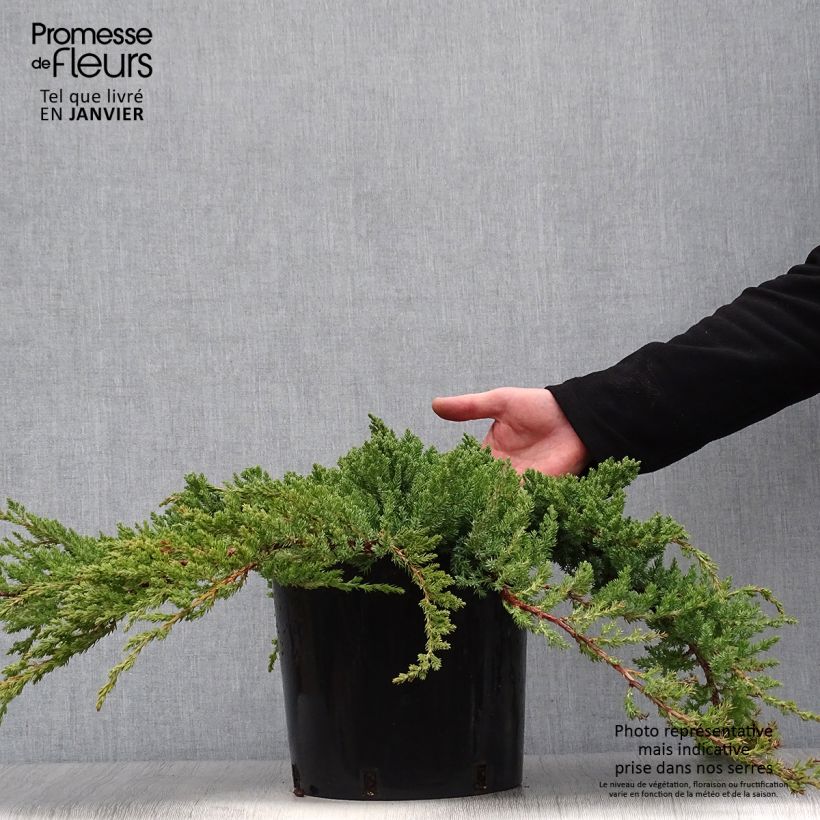 Example of Genévrier des plages -  Juniperus conferta Blue Pacific Pot van 7,5 l/10 l as you get in hiver