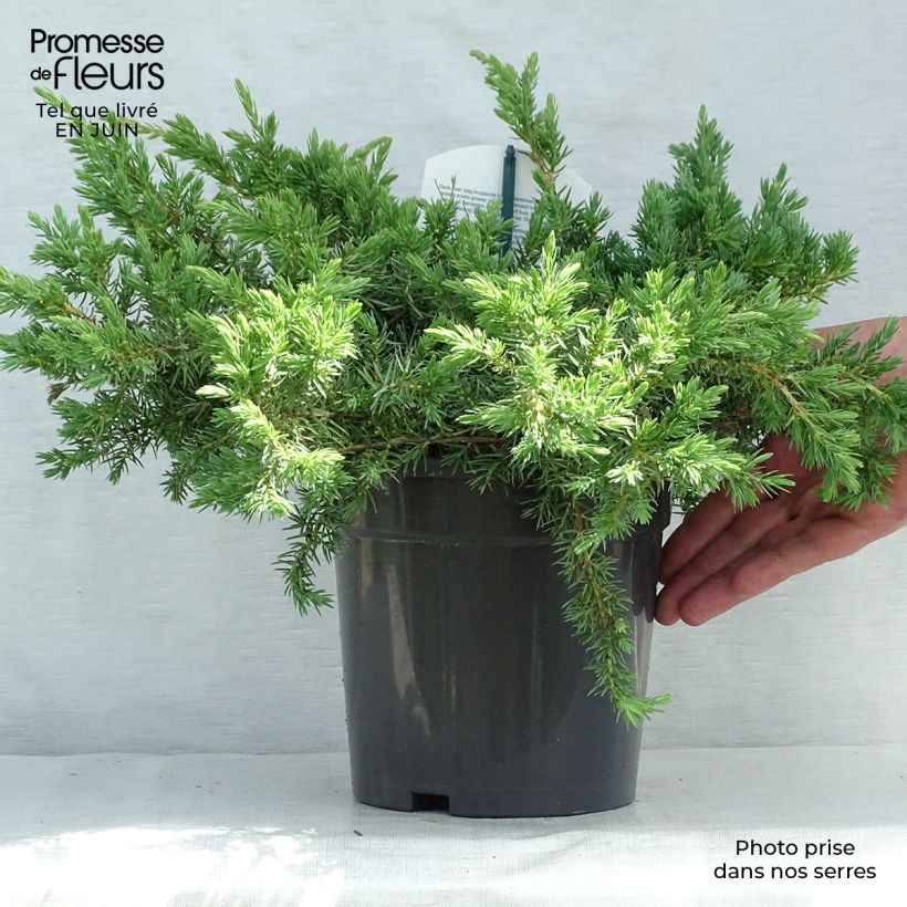 Exemplaar van Juniperus conferta Schlager - Jeneverbes Pot van 2 l/3 l zoals geleverd in de zomer