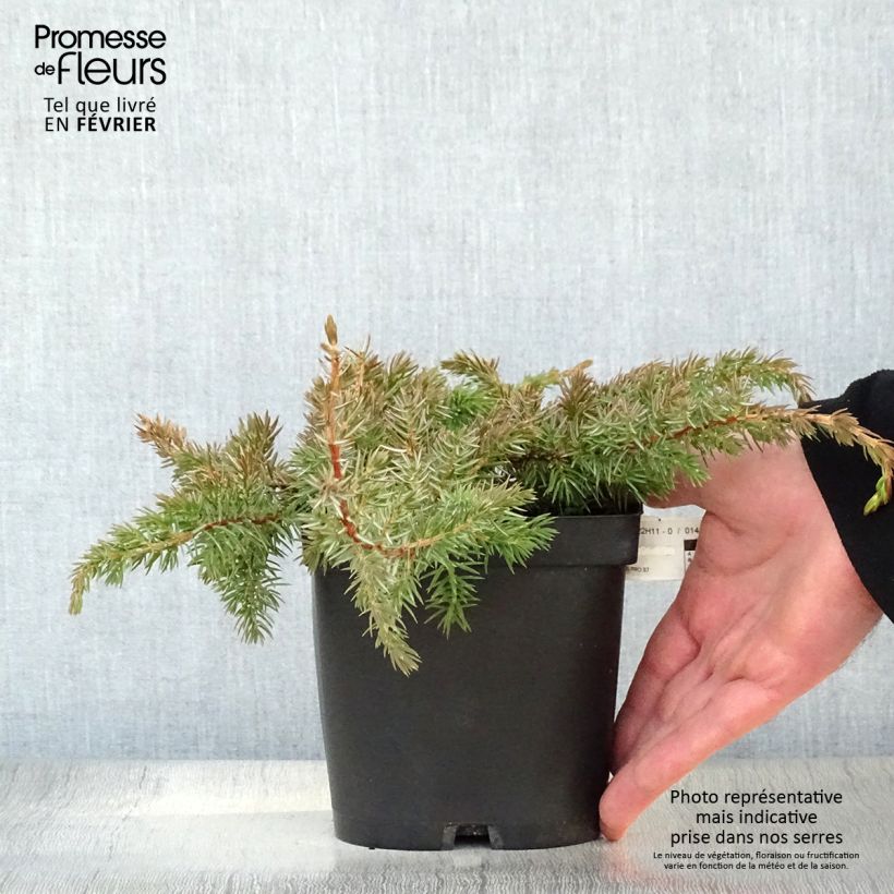 Example of Genévrier des plages - Juniperus conferta Schlager  Pot van 2 l/3 l as you get in hiver